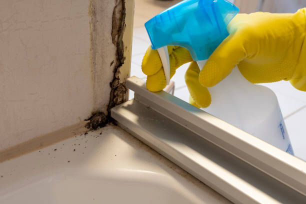 Best Attic Mold Removal  in West Ocean City, MD