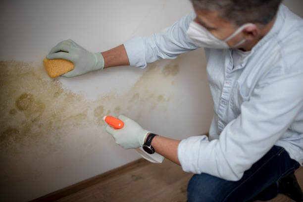 Best Mold Damage Repair  in West Ocean City, MD