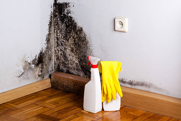 Best Mold Damage Repair  in West Ocean City, MD