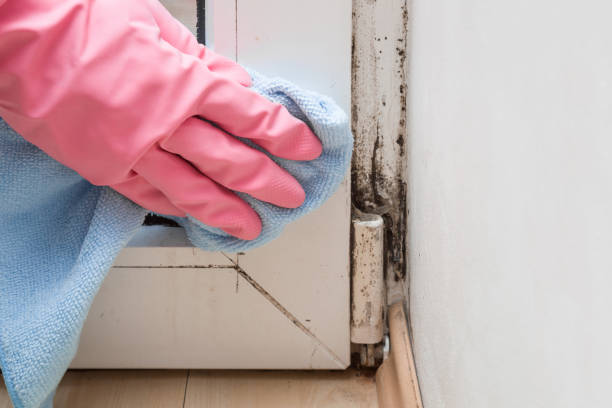 Mold Removal Process in West Ocean City, MD